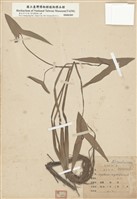 藏品(瓜皮草(線慈菇))的圖片